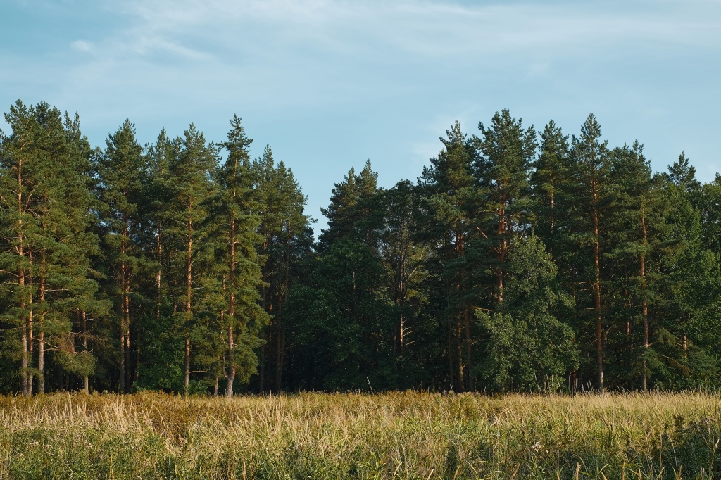 forest-glade-against-background-pine-forest-summer-sunset-background-blue-sky-with-clouds-natural-landscape.jpg