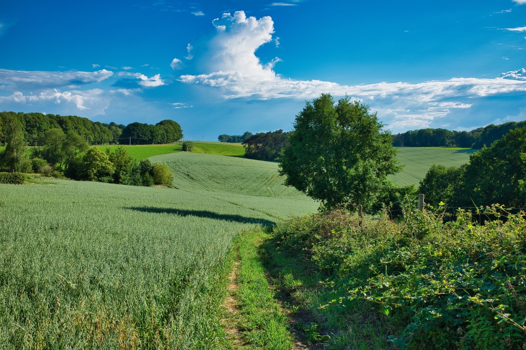 large-landscape-green-grass-trees-blue-sky.jpg