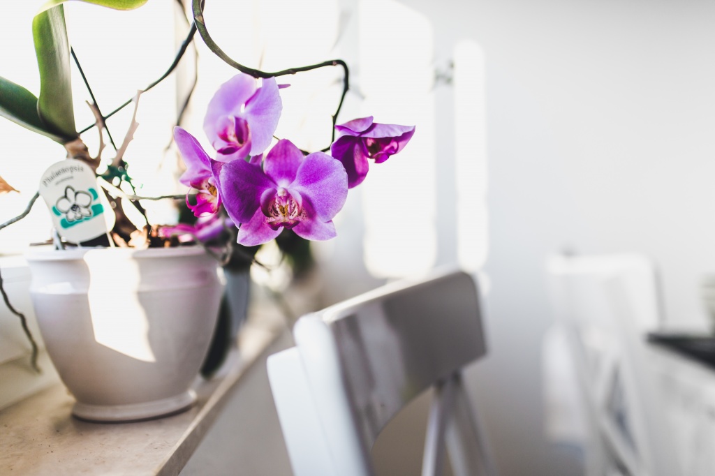 pink-orchids-vase-windowsill-with-white-chairs.jpg