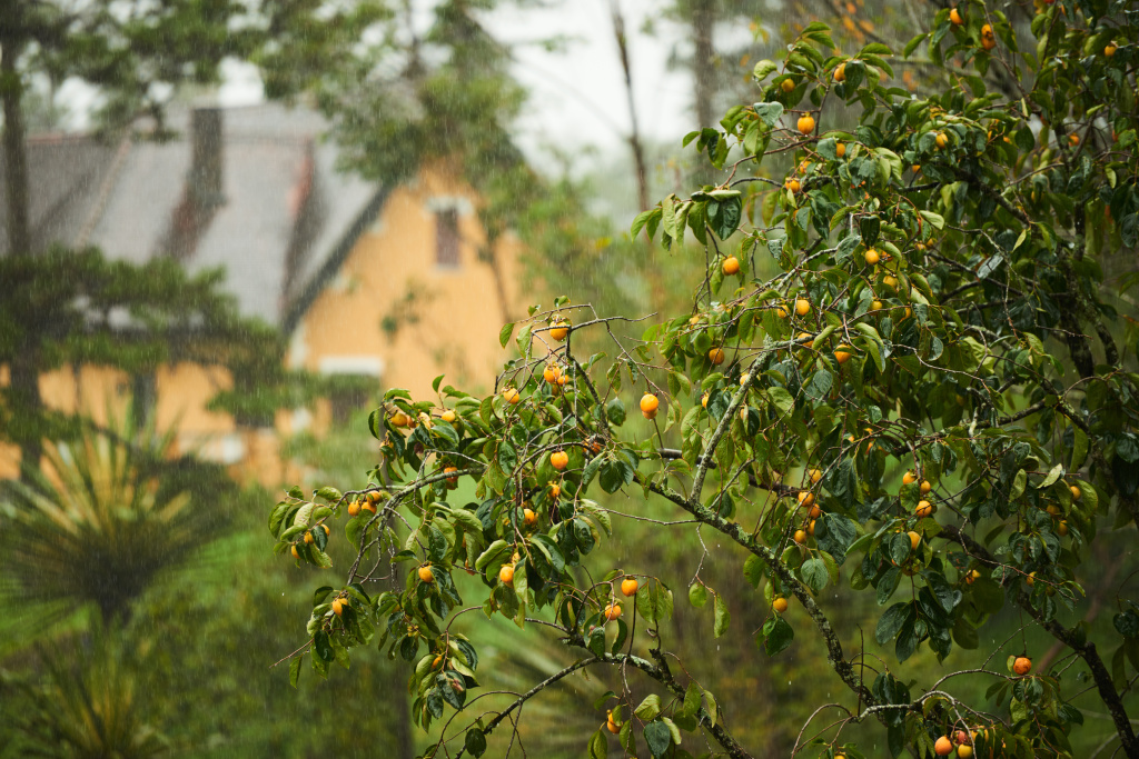 orange-tree-with-house-background.jpg